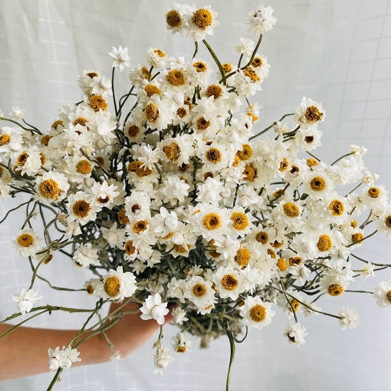 鲁丹鸟小雏菊仿真花干花花束客厅摆设 in风拍照装饰道具