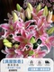香水百合鲜花水培多头鲜切花花束插花插瓶多重瓣花卉
