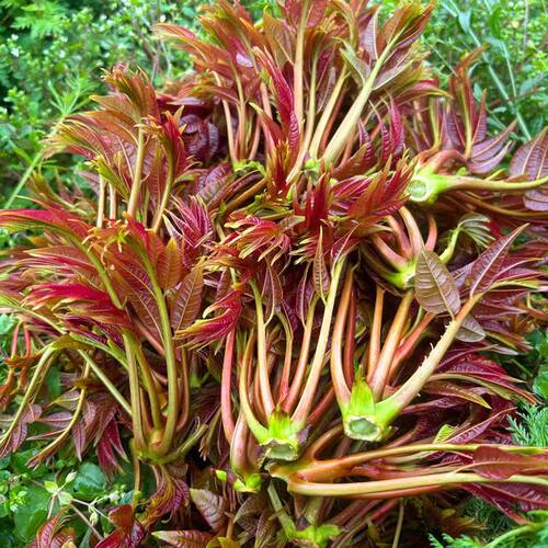 【2026嫩芽】新鲜红油香椿芽凉拌菜炒菜新鲜蔬菜整箱包邮