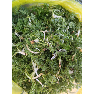 2026甘肃天水头茬春季菜野生斜蒿野菜凉拌菜下饭菜稀缺