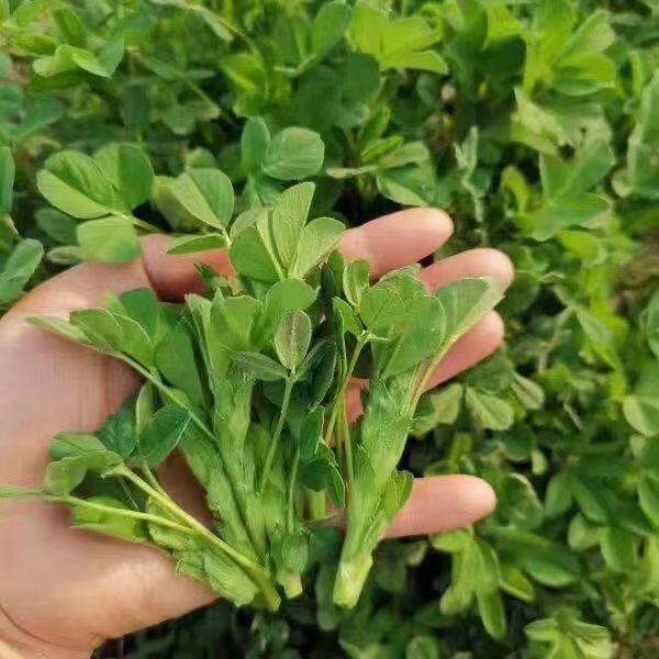2026头茬甘肃天水野生苜蓿芽包饺子凉拌菜下饭菜春季新鲜苜蓿芽