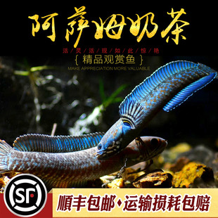 进口阿萨姆蓝帆奶茶雷龙鱼酒红七彩火背血斑凶猛鱼雷龙鱼观赏鱼