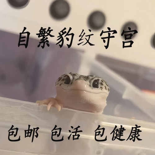 可挑选豹纹守宫蜥蜴宠物小火龙