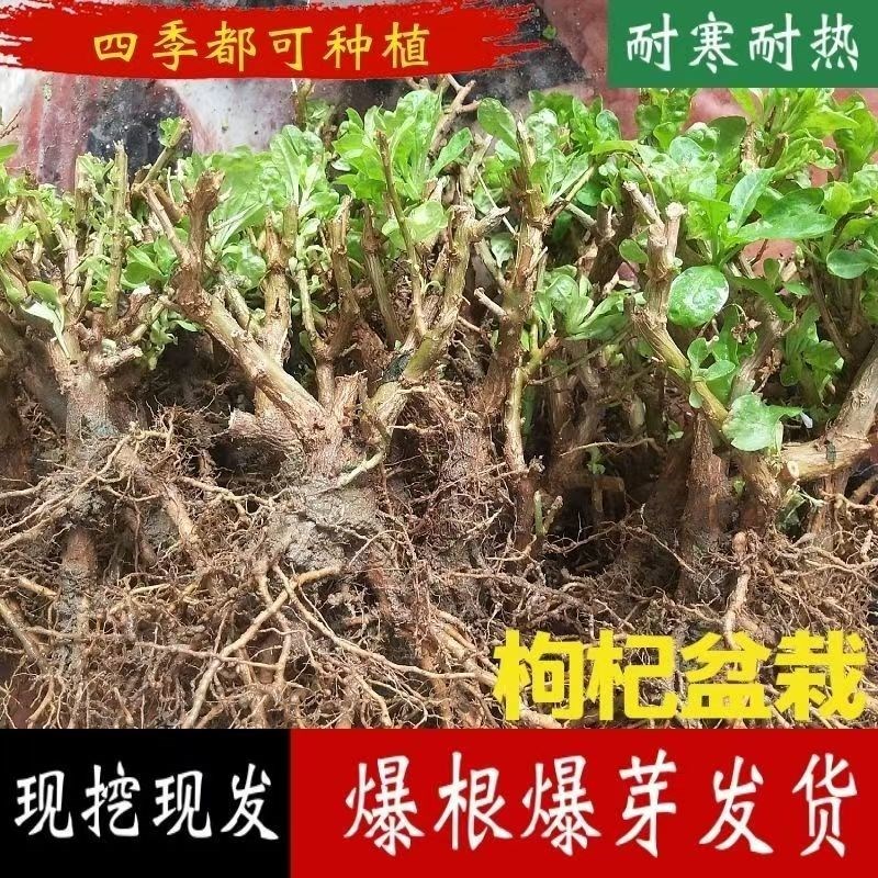【老桩枸杞根】四季盆景枸杞树苗菜苗叶苗大叶新鲜煮汤可食用盆栽