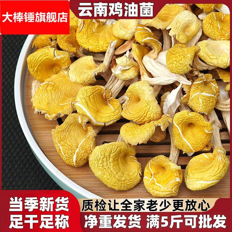 鸡油菌干货云南特产黄丝菌菇榆黄菇菌菇煲汤料鸡枞菌干菌子