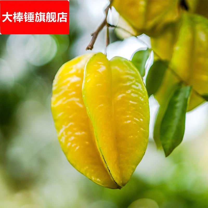 新鲜水果 杨桃 产地现摘 广东龙门 麻榨杨桃 清甜可口 杨桃哥
