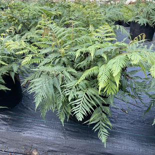 针毛蕨胎生狗脊蕨画蕨耐阴植物多年绿植盆栽耐热绿植室内好养包邮