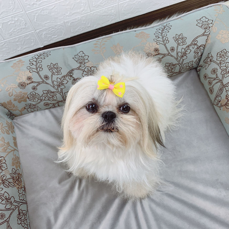 狗沙发可拆洗蛋托海绵狗窝中大型金毛萨摩耶厚实不塌陷四季宠物床,宠物/宠物食品及用品,狗窝/屋/帐篷/沙发,淘宝优惠券,粉丝福利购,淘宝优惠卷