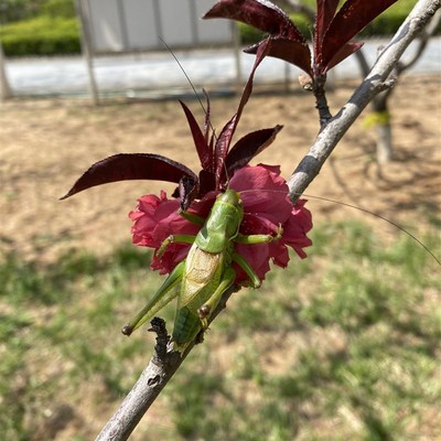 绿蝈蝈山青三青蝈蝈蟈绿色蝈蝈蚰子鸣虫螽斯