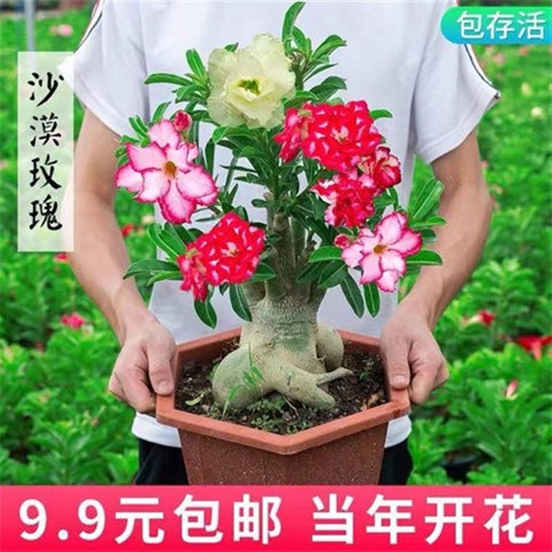 耐寒耐旱重瓣沙漠玫瑰多肉阳台植物老桩花卉绿植盆栽四季开花驱蚊