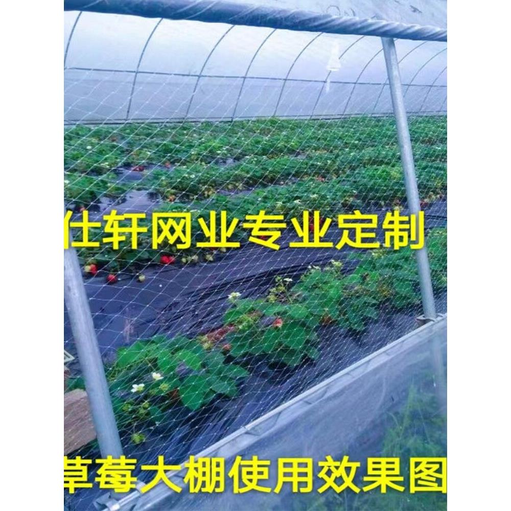 农用草莓大棚通风口防鸟网西瓜大棚口防鸟葡萄果园天网果树防护网