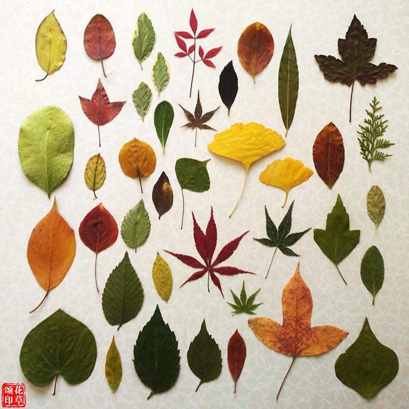 干叶子树叶画天然干树叶diy手工书签干花创意材料摄影道具幼儿园