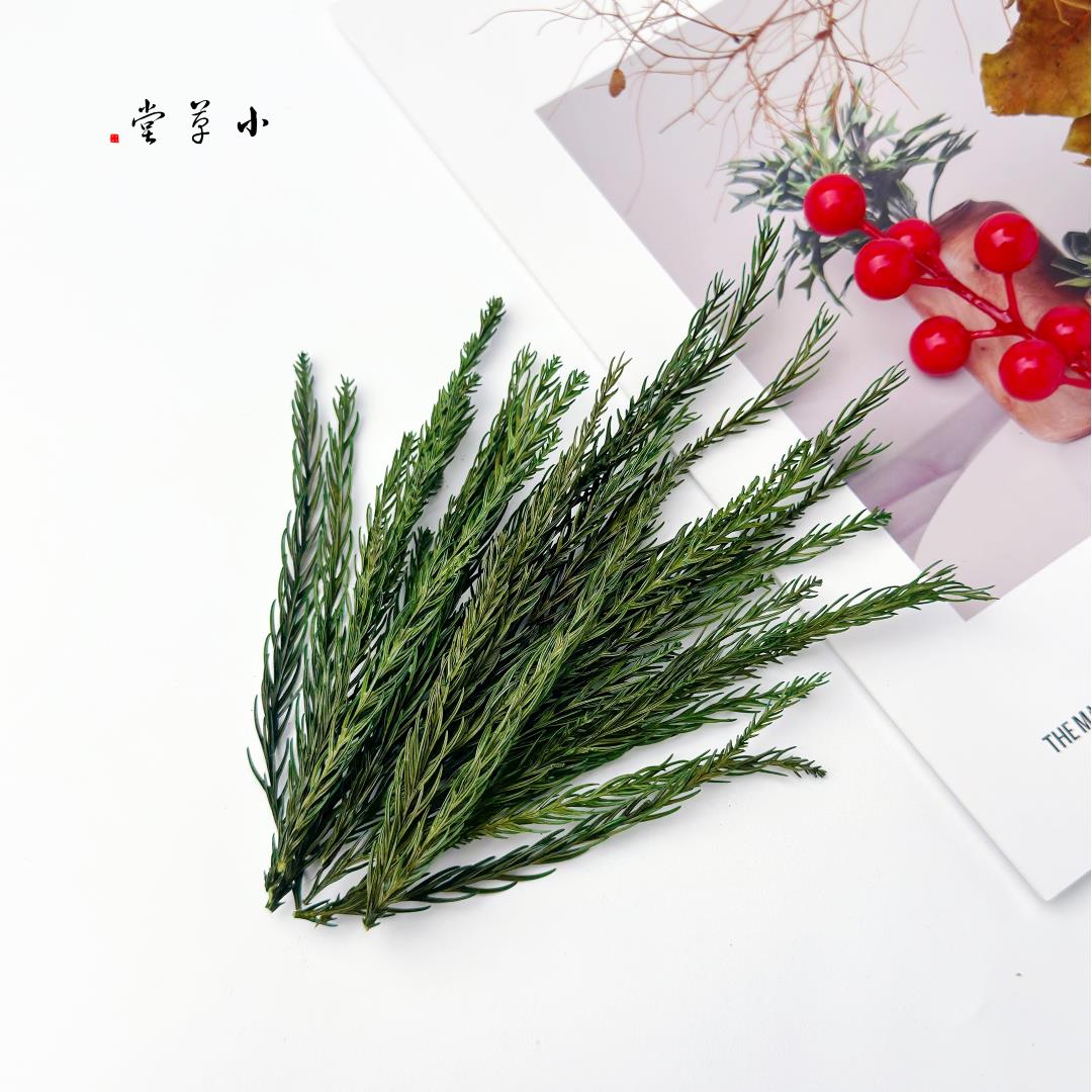 【松柏针】干燥花松枝松叶永生花贺卡装饰天然永生树叶饰品松树叶