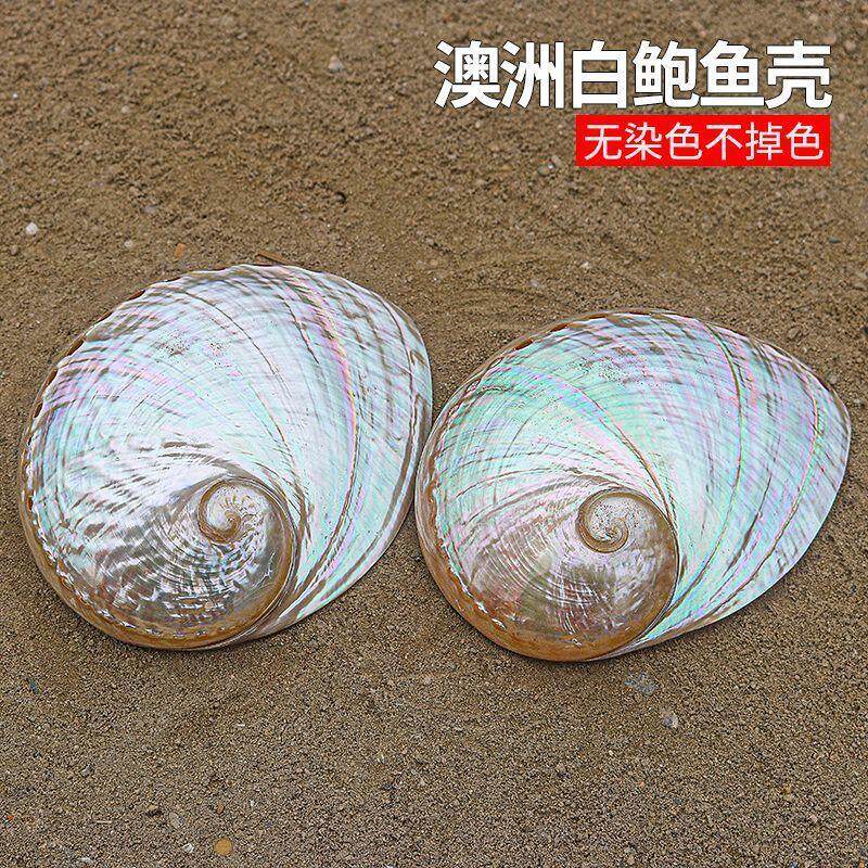 天然大海螺贝壳抛光圆鲍鱼壳白色家居首饰品收纳拍摄道具鱼缸造景