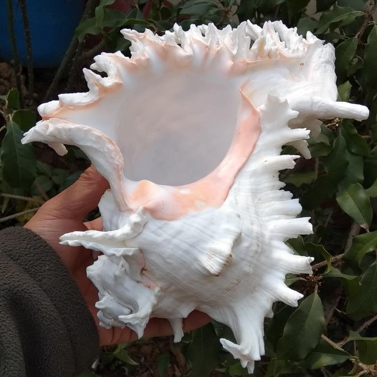 超大听大海声音天然海螺贝壳麒麟螺千手螺水族鱼缸造景家居装饰