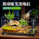 乌龟缸超白玻璃造景家用小别墅饲养箱带晒台养乌龟专用缸生态鱼缸