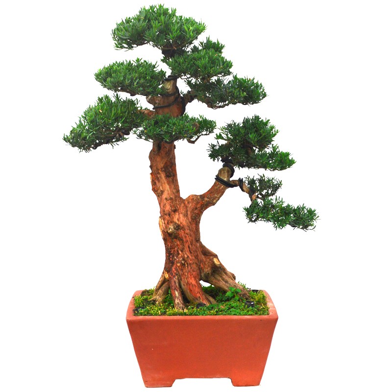 原生罗汉松盆栽小叶雀舌罗汉松绿植花卉室内办公室盆桩景四季常青