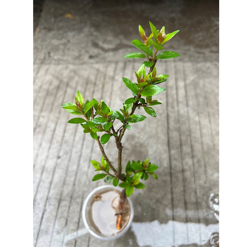 水杨梅鱼缸造景装饰新手懒人植物好养