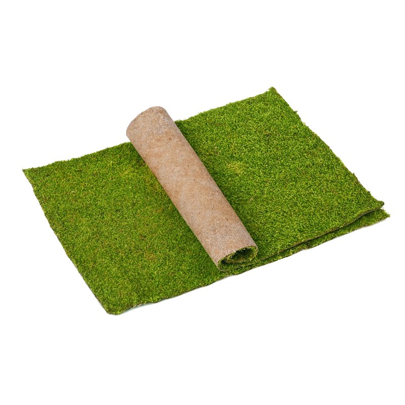 黄缘乌龟造景植物纱布藓活苔藓爬宠雨林水陆饲养缸微景观青苔材料