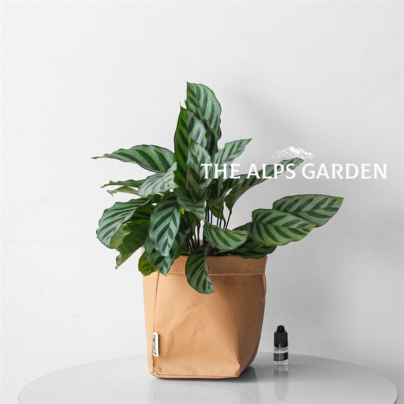 安第斯花园 翠叶竹芋盆栽 办公室观叶植物 四季常青 懒人绿植