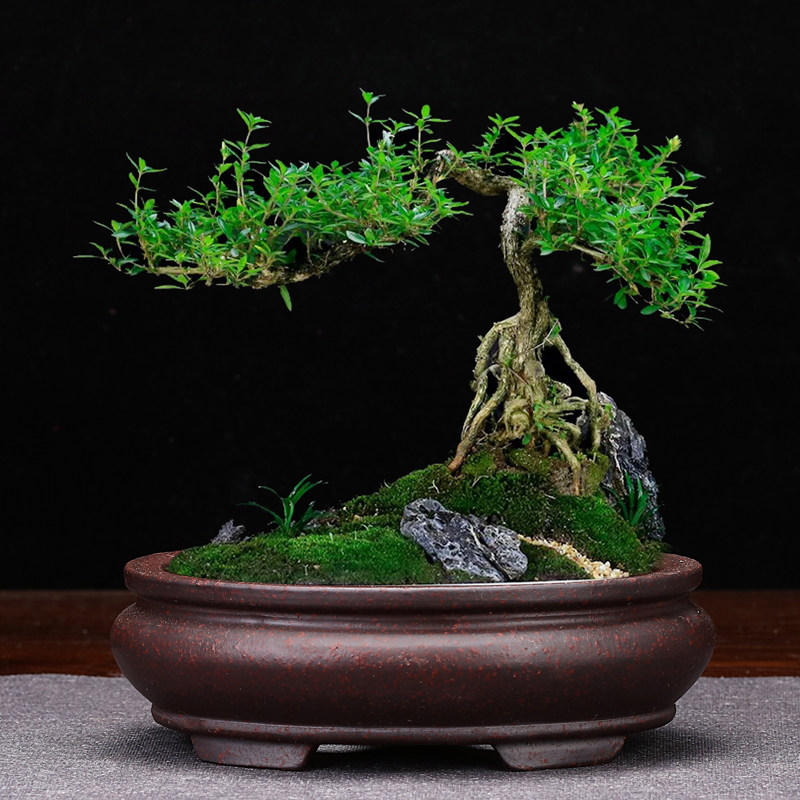 紫砂花盆小号精品简约古铜色四方长方形腰圆复古多肉菖蒲桌面绿植,鲜花速递/花卉仿真/绿植园艺,花盆,淘宝优惠券,粉丝福利购,淘宝优惠卷