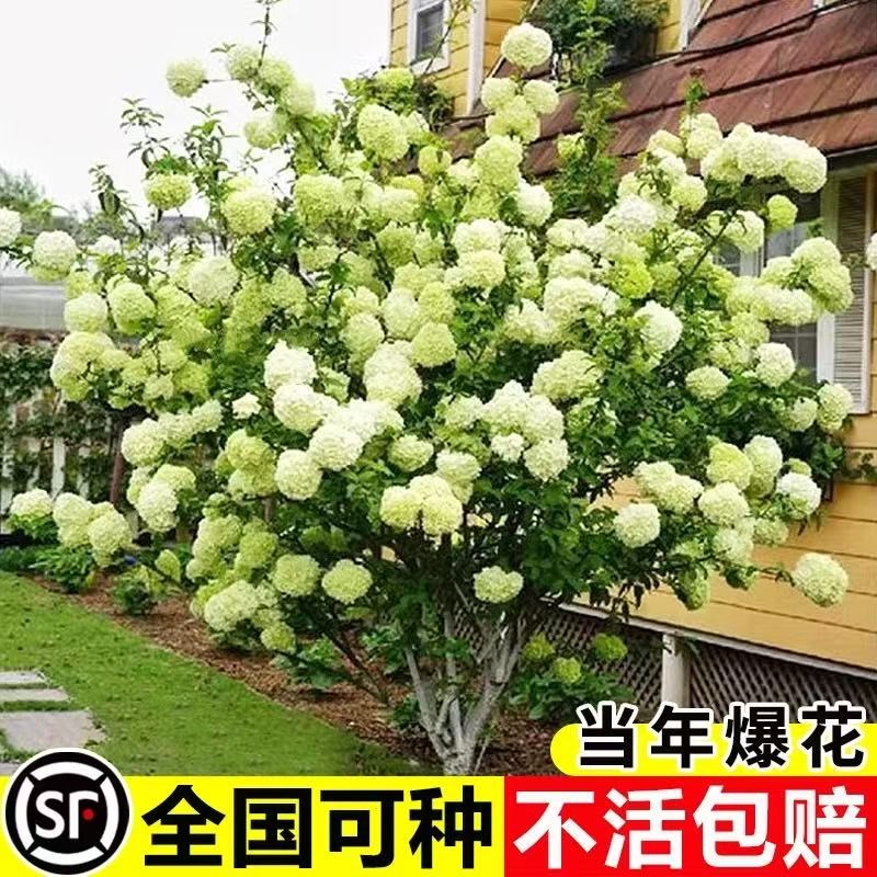 中华木绣球树苗大花斗球棒棒糖老桩欧洲木绣球玫瑰红蕾雪球绣球花