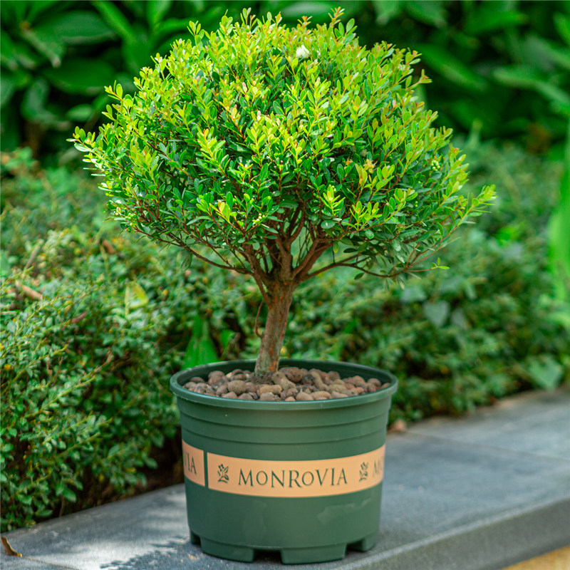 小叶赤楠盆栽圆球造型室外庭院室内阳台四季老桩盆景绿植植物树苗