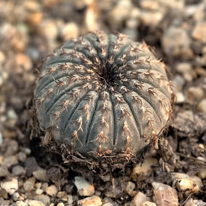 实生大型士童仙人球圆形多肉植物花卉绿植室内盆栽阳台四季好养