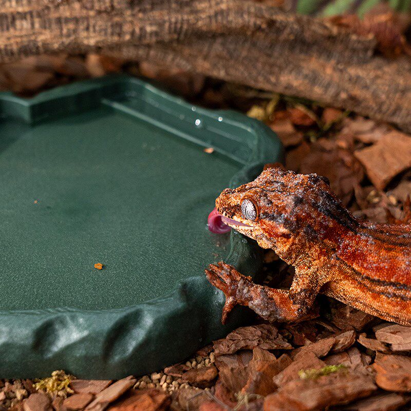 爬宠乌龟喂食盆水盆角蛙寄居蟹泡澡盆爬宠饲养箱加湿水池洗澡盆
