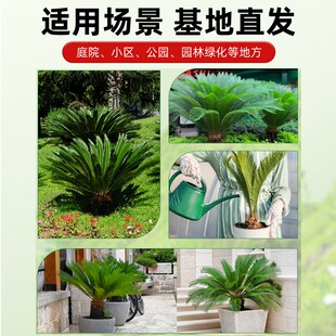 铁树盆栽公母一对小树苗室内外庭院客厅阳台单颗大型盆景铁树开花