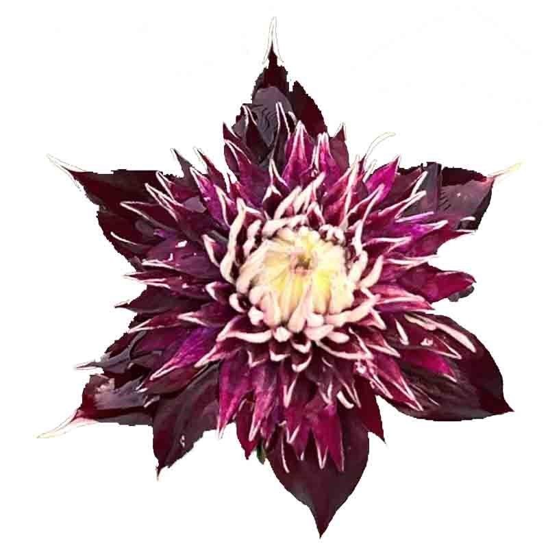 紫子丸重瓣大花铁线莲花苗阳台盆栽室内爬藤绿植庭院藤本攀援植物,鲜花速递/花卉仿真/绿植园艺,绣球/木绣球/木本植物,淘宝优惠券,粉丝福利购,淘宝优惠卷