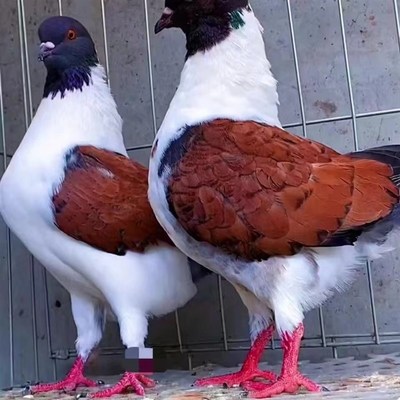 纯种巨型元宝鸽子活公母一对大体种鸽幼鸽观赏宠物肉鸽包下蛋包邮