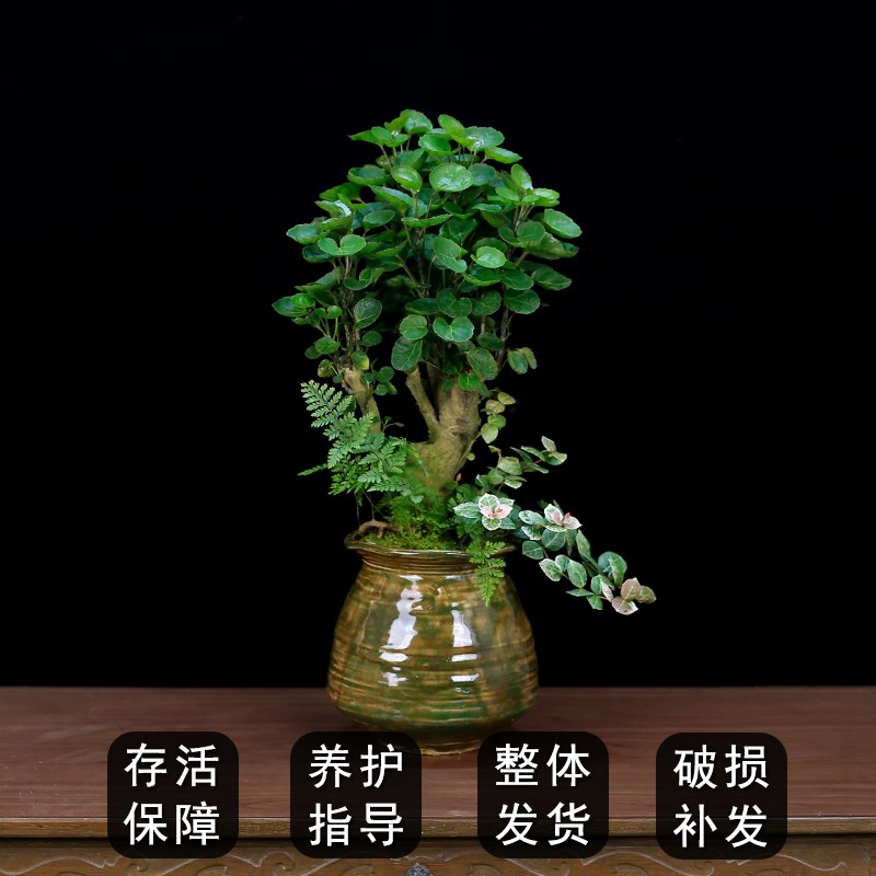 福禄桐金钱兜盆栽植物客厅摇钱树钱多多盆景办公室内桌面工位绿植