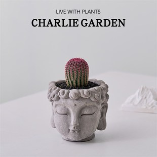 多肉植物盆栽创意新中式禅意国风一念T花开禅意桌面好养鱼骨令箭