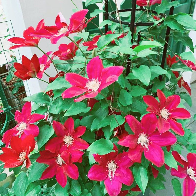 瑞贝卡铁线莲盆栽红色大花耐热爬藤植物小中大苗耐热大花藤本花卉,鲜花速递/花卉仿真/绿植园艺,绣球/木绣球/木本植物,淘宝优惠券,粉丝福利购,淘宝优惠卷