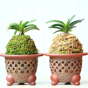 宜兴紫砂花盆  小型花盆  精品盆景花盆 风兰花盆 迷你盆镂空花盆