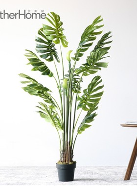 北欧落地绿植摆件 家居客厅办公室服装店装饰盆景 裂口芋植物摆设