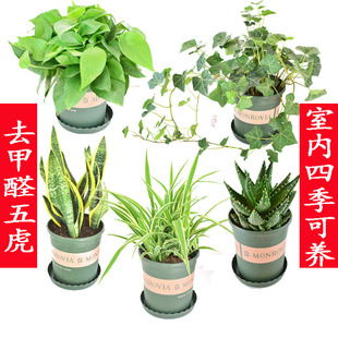 除甲醛绿植盆栽 净化空气绿萝虎尾兰芦荟 吊兰办公室内花卉盆栽