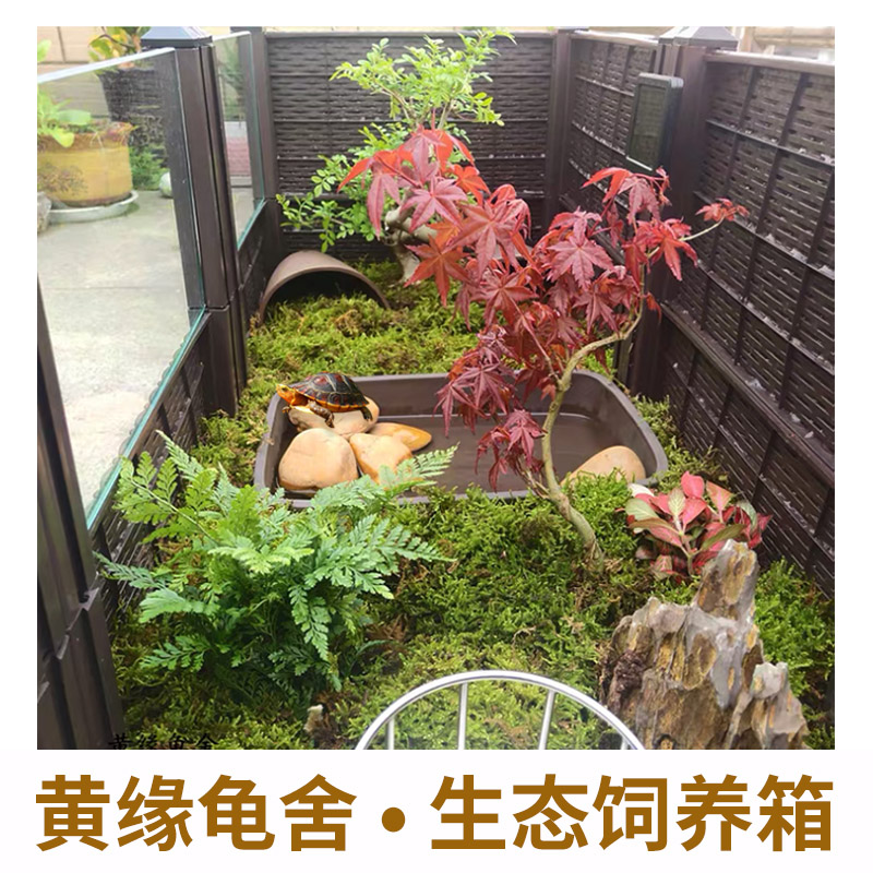 黄缘龟饲养箱安缘台缘闭壳半水龟专用生态造景植物环境养殖乌龟缸