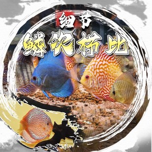 七彩神仙鱼观赏鱼热带鱼燕鱼红松石财神鸽子天之蓝黄妃红黄卡白雪