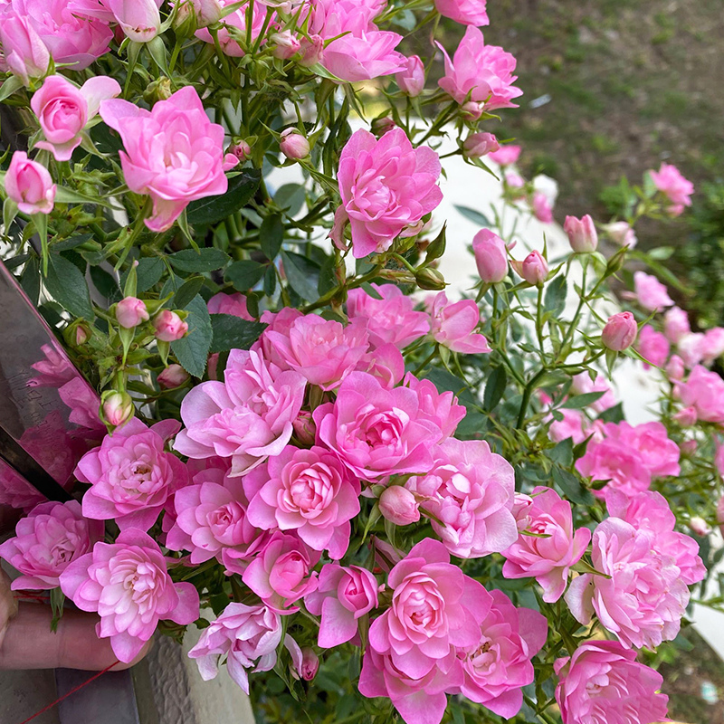 天河繁星月季微月灌木阳台盆栽多季开多头迷你玫瑰花荷花庭院蔷薇