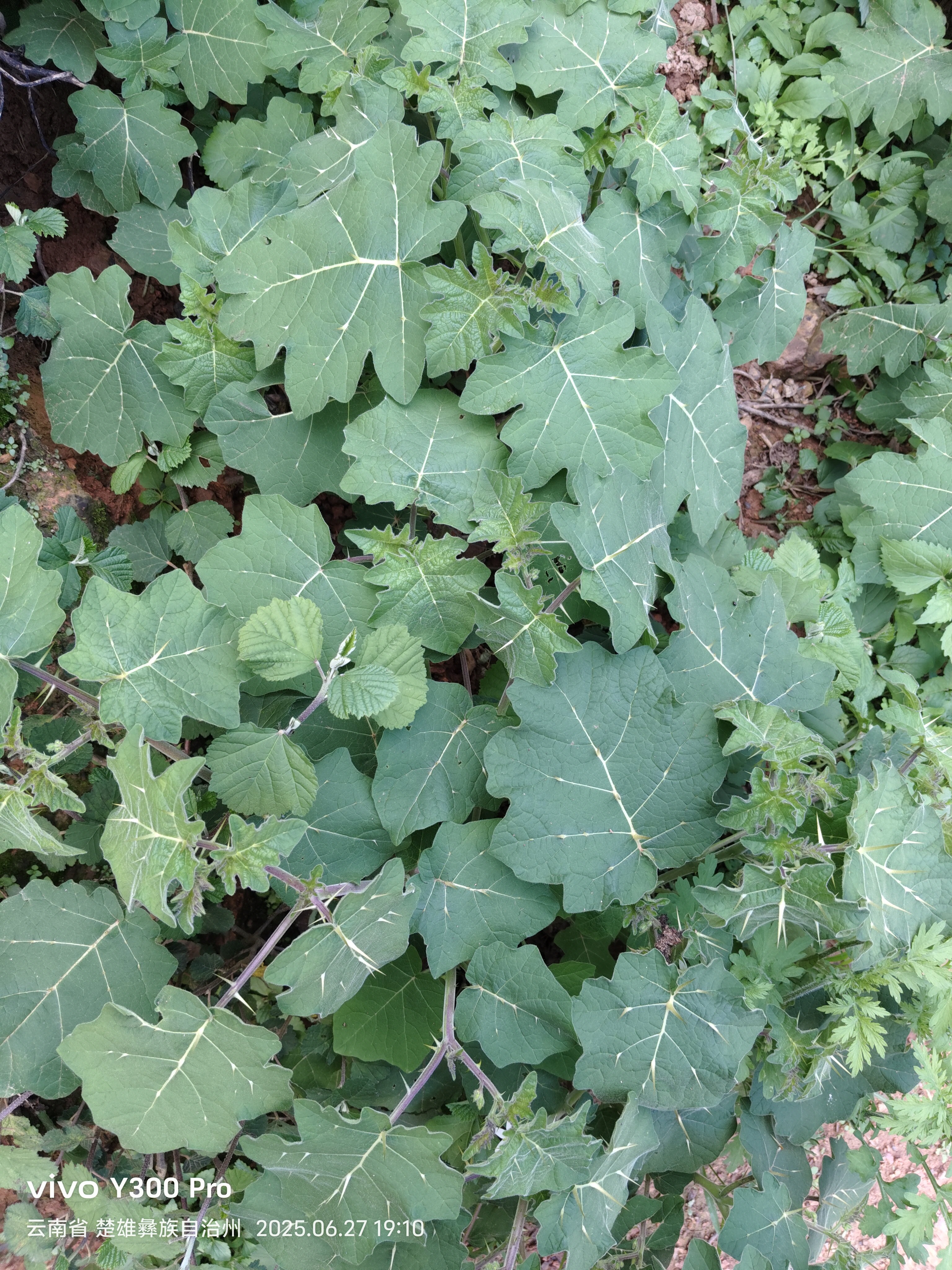 现采刺天茄 中药材黄果茄 大颠茄 野黄果 番鬼茄牙疼果全草 500克