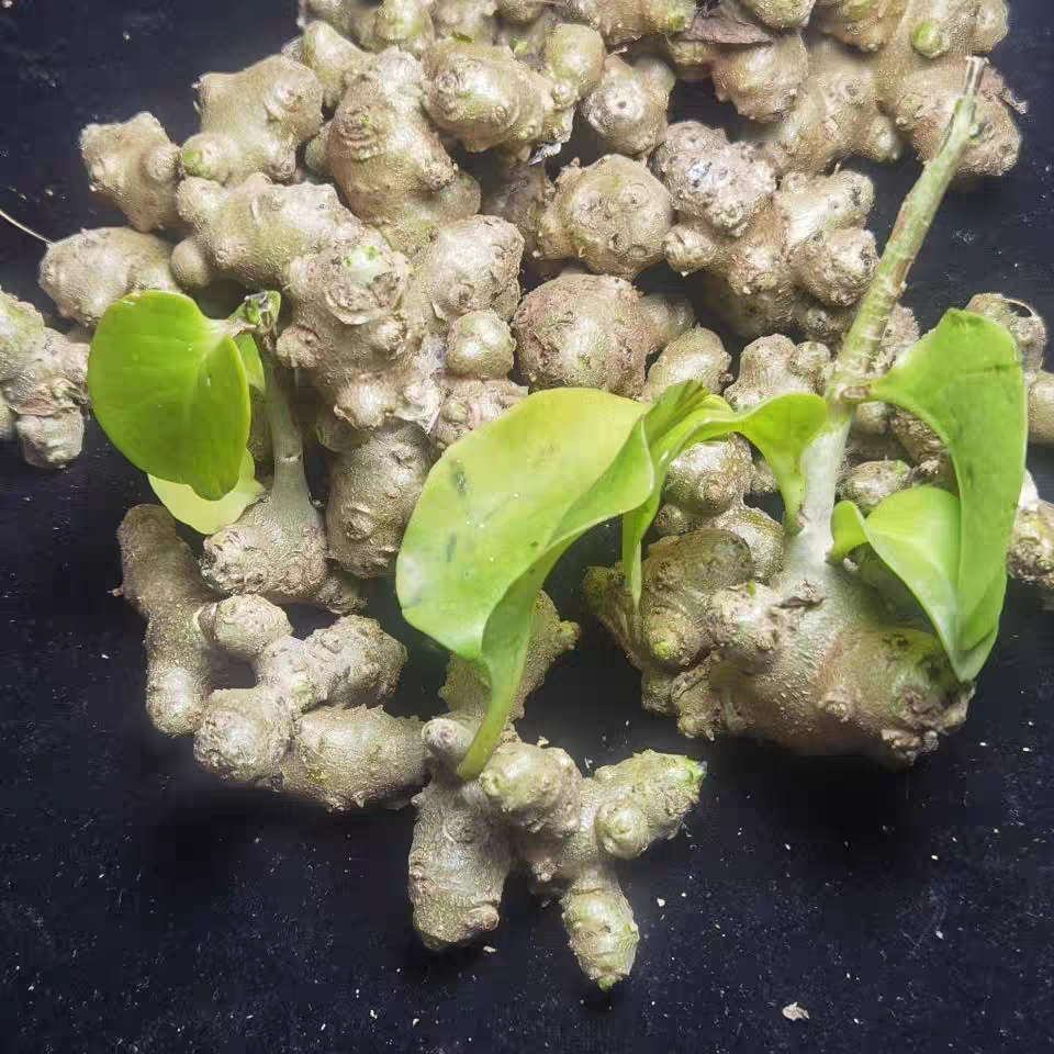云南野生藤三七植物种苗可食用三七根茎庭院阳台爬藤特色绿植新鲜