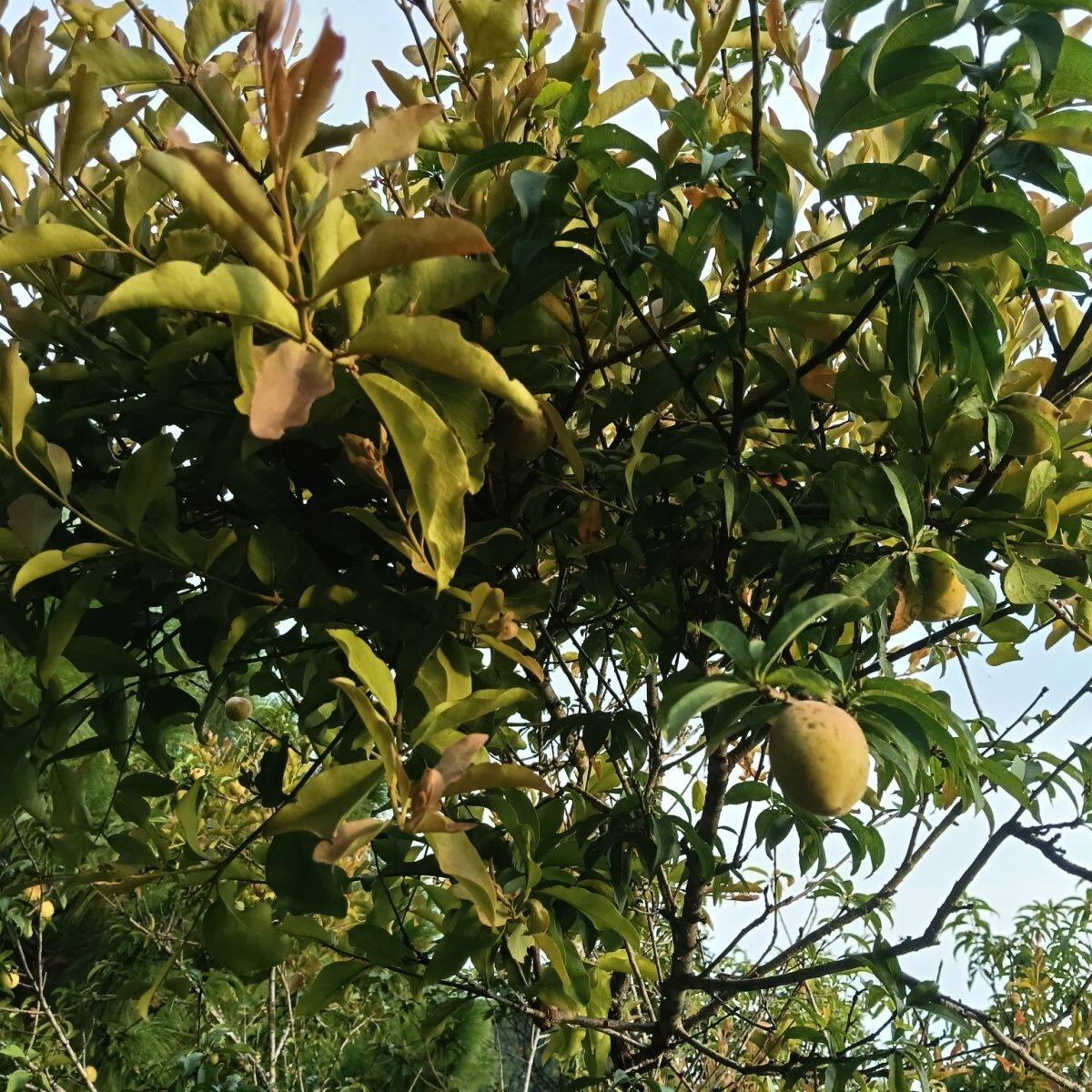 云南山区正宗老桃树寄生茶毛桃子树寄生带桃枝新鲜发货包邮