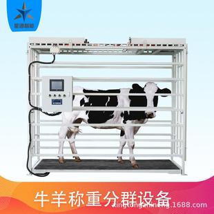 智能牛稱重設(shè)備牛分群設(shè)備肉牛管理高效養(yǎng)殖數(shù)據(jù)同步云端養(yǎng)殖設(shè)備