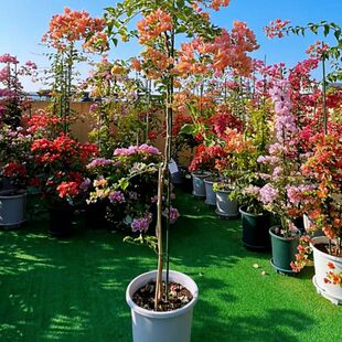 大三角梅 高飘 红樱绿樱马斯日落金夫人苏瓦娜卡亚塔四季勤花带花