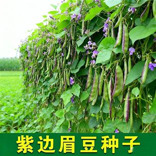紫边眉豆种子猪耳朵红边扁豆加肥四季老品种早熟眉豆种子大全