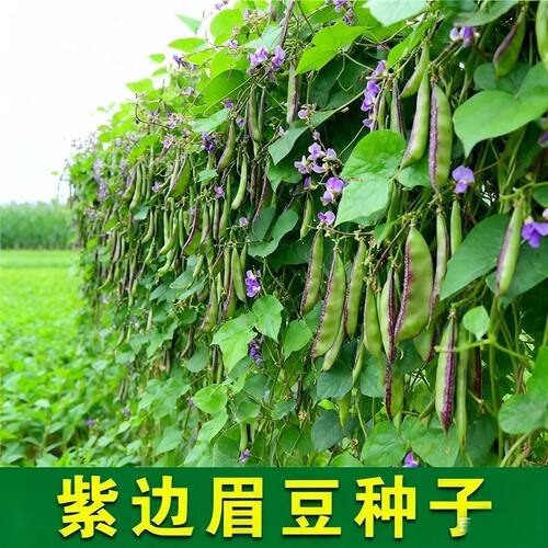 紫边眉豆种子猪耳朵红边扁豆加肥四季老品种早熟眉豆种子大全