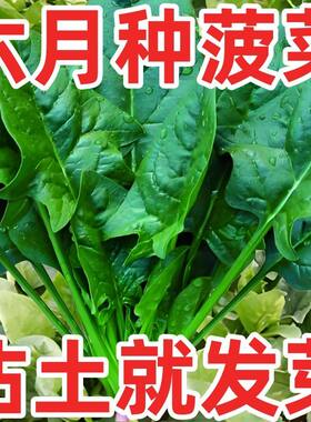 菠菜耐热蔬菜种子阳台种植
