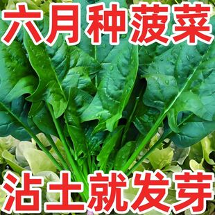 夏播王超耐热菠菜种子高产红根大叶耐高温波菜子秋季播种蔬菜种籽